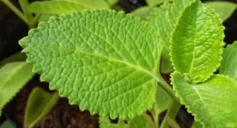 Banyak di Hidangan Korea, Ini 5 Manfaat Daun Perilla untuk Kesehatan