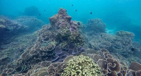 Pantai Teluk Kletek Malang Selatan [Foto: Timesindonesia]