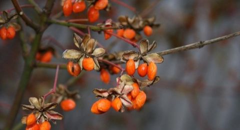 3 Manfaat Buah Goji Berry untuk Kesehatan, Baik untuk Anti Penuaan