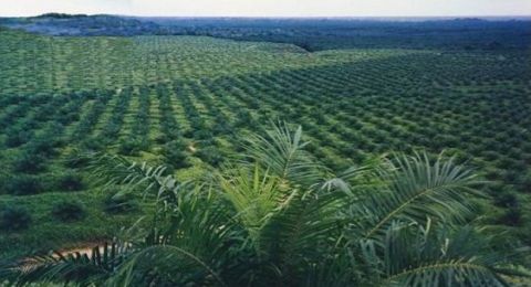Profil Eterindo Wahanatama (ETWA), Dinyatakan Pailit Usai Harga Saham Amblas