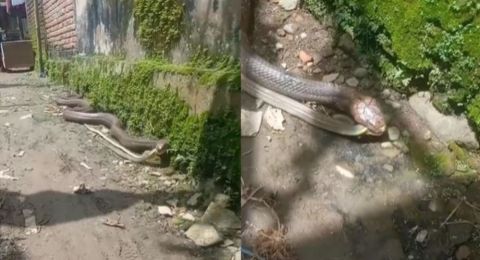 Merinding! Ular Besar Gigit Ular Lewat Depan Rumah, Aksi Kameramen Bikin Salfok: Santai-santai Aja