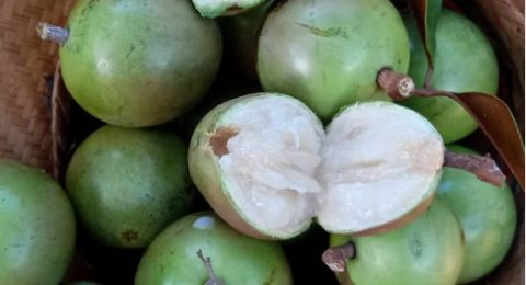 5 Manfaat Kenitu bagi Kesehatan, Buah Langka yang Kaya Antioksidan