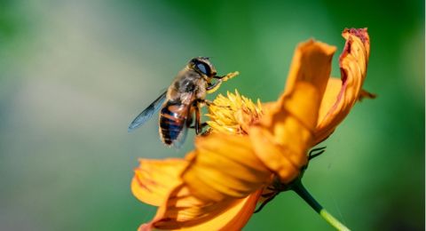 5 Langkah Mengobati Sengatan Tawon Secara Alami agar Tidak Bengkak