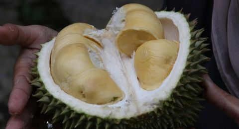 4 Tips Memilih Durian Biar Tidak Tertipu saat Beli, Anti Zonk!