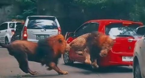 Pemilik Mobil yang Ditabrak Singa di Taman Safari Bagikan Detik-Detik Kepanikan, Responsnya Curi Perhatian