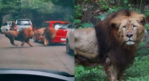 Pihak Taman Safari Ungkap Kondisi Terkini Singa yang Tabrak Mobil, Warganet: Dari Semalam Galau