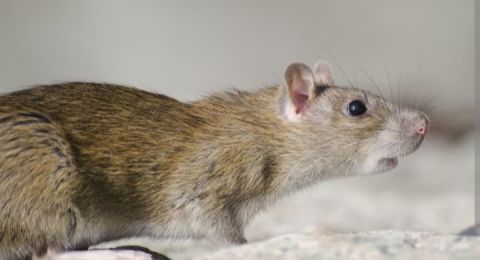 6 Gejala Penyakit Leptospirosis, Waspadai saat Musim Penghujan Tiba