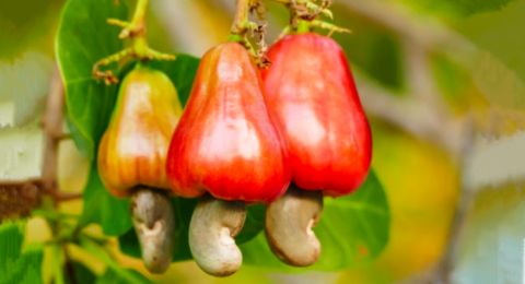 4 Manfaat Jambu Monyet untuk Kesehatan, Bisa Cegah Anemia!