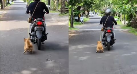 Bikin Emosi, Ibu-Ibu Tarik Anjing sambil Naik Motor hingga Kakinya Berdarah di Bali