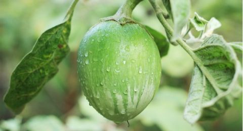 Kaya Akan Vitamin C, Ini 7 Manfaat Terong Hijau bagi Kesehatan