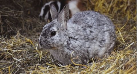 Baik untuk Ibu Hamil, Ini 5 Manfaat Daging Kelinci bagi Kesehatan