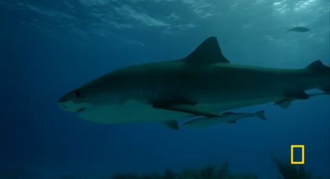 Hiu Macan Kembali Lakukan Penyerangan di Laut Merah, Seorang Pria Menjadi Korbannya