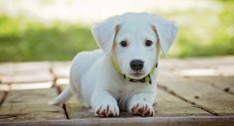 Bocah Meninggal Kena Rabies, Ini 4 Ciri Jika Sudah Terinfeksi dan Solusinya