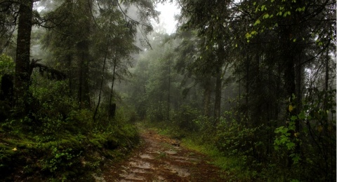 Hutan Muda Bisa Serap Karbon Lebih Cepat, Mengapa Kita Belum Fokus ke Sana?