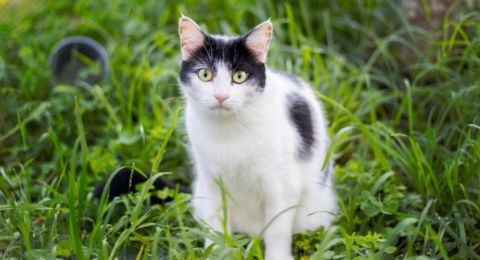 4 Cara Aman Mengusir Kucing agar Tak Buang Kotoran di Halaman Rumah