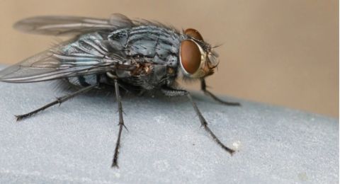 5 Tips Ampuh Mengusir Lalat yang Mengganggu, Yuk Terapkan!