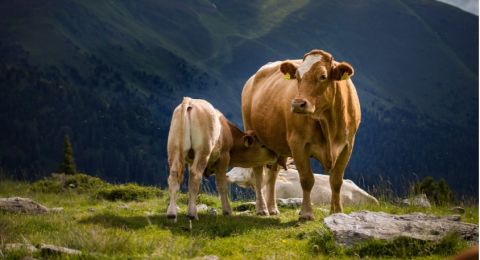 Mengenal Antraks, Penyakit Hewan yang Sebabkan Korban Jiwa di Gunungkidul