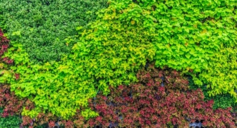 3 Tanaman Merambat yang Bisa Dijadikan Pagar Rumah, Enak Dipandang Mata!