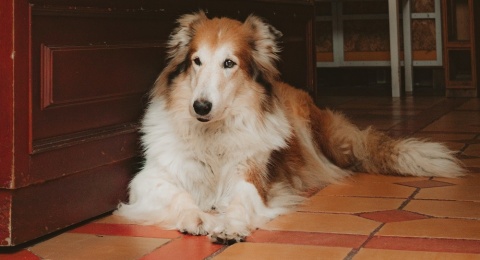 Terungkap! 10 Ras Anjing yang Paling Mudah Dilatih, Cocok untuk Pemula