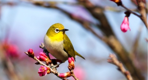 Mengenal Ornithophobia, Ketakutan Berlebihan Terhadap Burung dan Unggas