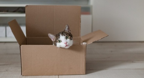 5 Fakta Unik di Balik Perilaku Aneh Kucing, Cat Lovers Harus Tahu!