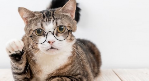 5 Manfaat Memelihara Kucing bagi Kesehatan Manusia, Cat Lovers Harus Tahu!