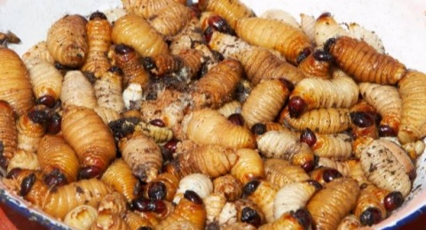 Viral di TikTok, Berikut 3 Manfaat Mengonsumsi Ulat Sagu bagi Kesehatan