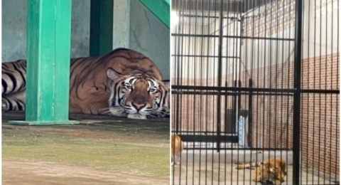 Seorang ART Meninggal Dunia Usai Beri Makan Harimau Peliharaan Majikan, Ternyata memang Ilegal