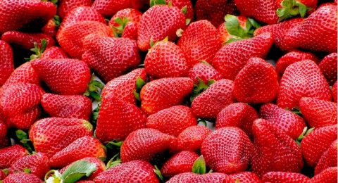 Generasi Stroberi Memang Bertalenta, Namun Mudah Terluka, Benarkah?