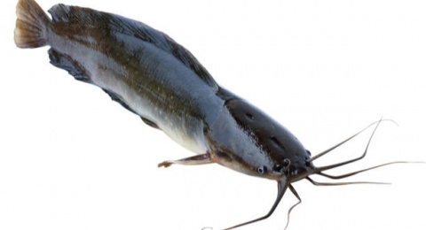 Terkena Patil Ikan Lele? Berikut 3 Cara Benar dalam Menanggulanginya