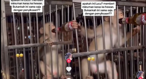 Parah! Seekor Monyet Dicekoki Minuman Alkohol di Dalam Kandang