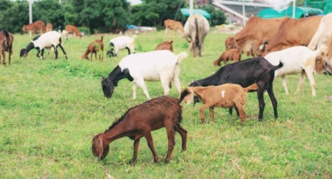 Antara Daging Sapi dan Kambing, Mana yang Lebih Sehat Bila Dikonsumsi?