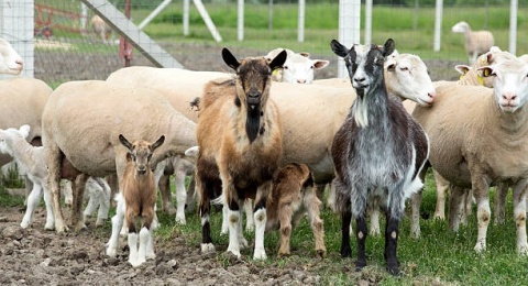 Serupa tapi Tak Sama, Ini Perbedaan Nutrisi Daging Domba dan Kambing