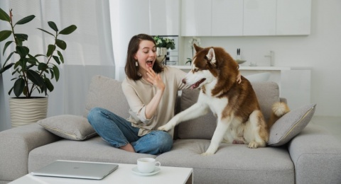 Anjing Sering Gonggong, Kucing Suka Sembunyi? Bisa Jadi Itu Tanda Dia Lagi Stres: Ini Cara Nolongnya