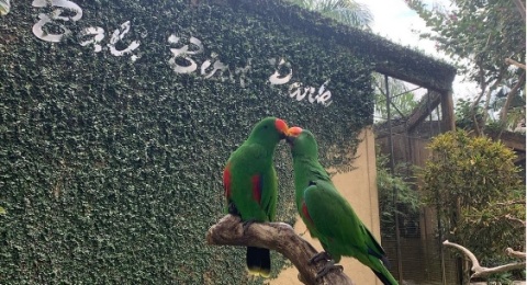 Serunya Bermain dan Berkenalan dengan Koleksi Unggas di Bali Bird Park