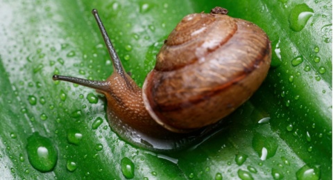 3 Serum Korea Berbahan Utama Lendir Siput, Ampuh Perbaiki Skin Barrier!