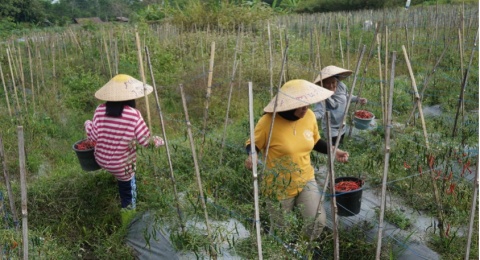 Mimpi Petani Muda Jogja: Lestarinya Pertanian Organik dan Berkelanjutan