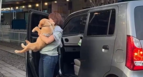 4 Manfaat Menggunakan Pet Taxi, Pemilik Hewan Wajib Tahu!