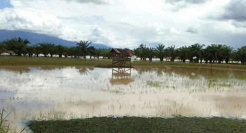 Bukan Cuma Kekeringan, Banjir Ekstrem Ternyata Sama Mematikannya untuk Padi