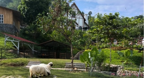 Berinteraksi dengan Ragam Hewan Lucu di Wisata Bukit Domba Sentul Bogor