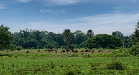 Menelusuri Kekayaan Alam Indonesia di Taman Nasional Alas Purwo Banyuwangi
