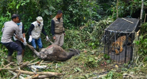Kenapa Harimau Masuk ke Permukiman? Pakar Beri Penjelasannya