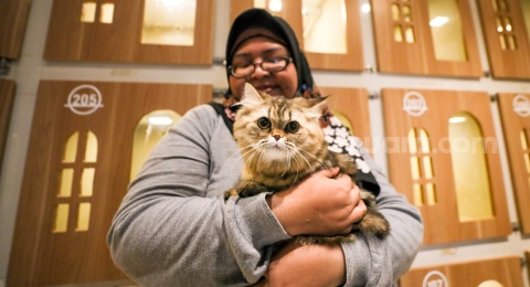 Bukan Cuma Kebetulan: Sains Buktikan Anjing dan Kucing Bisa 'Membaca' Perasaanmu
