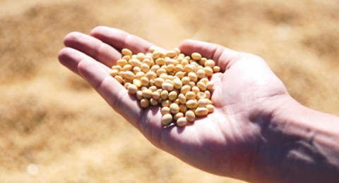 Dari Jaga Perairan ke Tanam Kedelai: Apa Kabar Mandat TNI AL?