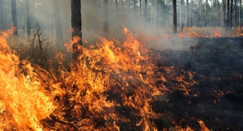 Siapa Bakar 474 Hektare Lahan di Sulawesi Selatan ?