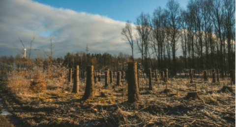 300 Juta Orang Terpapar Panas Ekstrem, Deforestasi Jadi Pemicu Utama