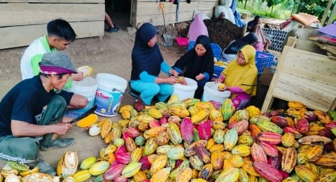 Dari Biji Kakao, Perempuan Saritani Menyemai Harapan Ekonomi Desa