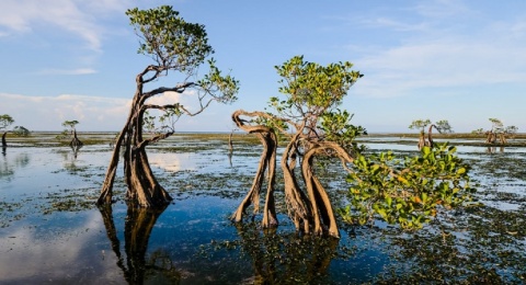 Akar Melawan Ombak: Perjuangan Komunitas Mangrove Menyelamatkan Pesisir