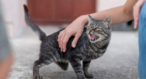 5 Tips Ampuh Mengusir Kucing Liar dan Gak Balik Lagi, Jangan Disakiti!
