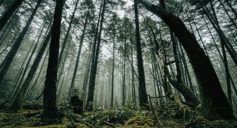 Satu Miliar Pohon Ditanam, Mengapa Bencana dan Emisi Masih Terjadi?